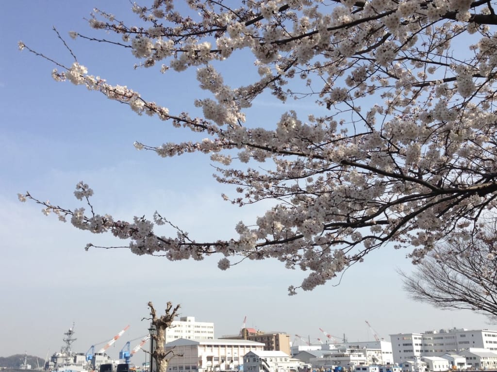 花見横須賀イメージ
