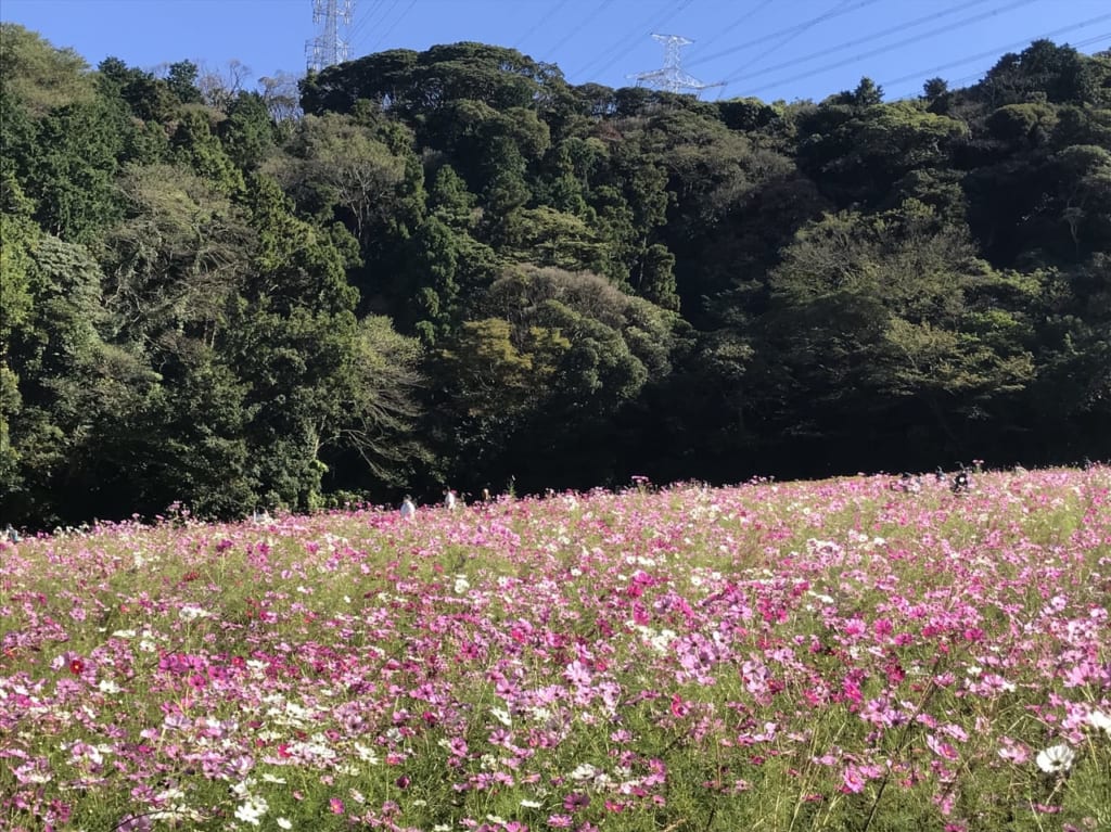 コスモス満開2020