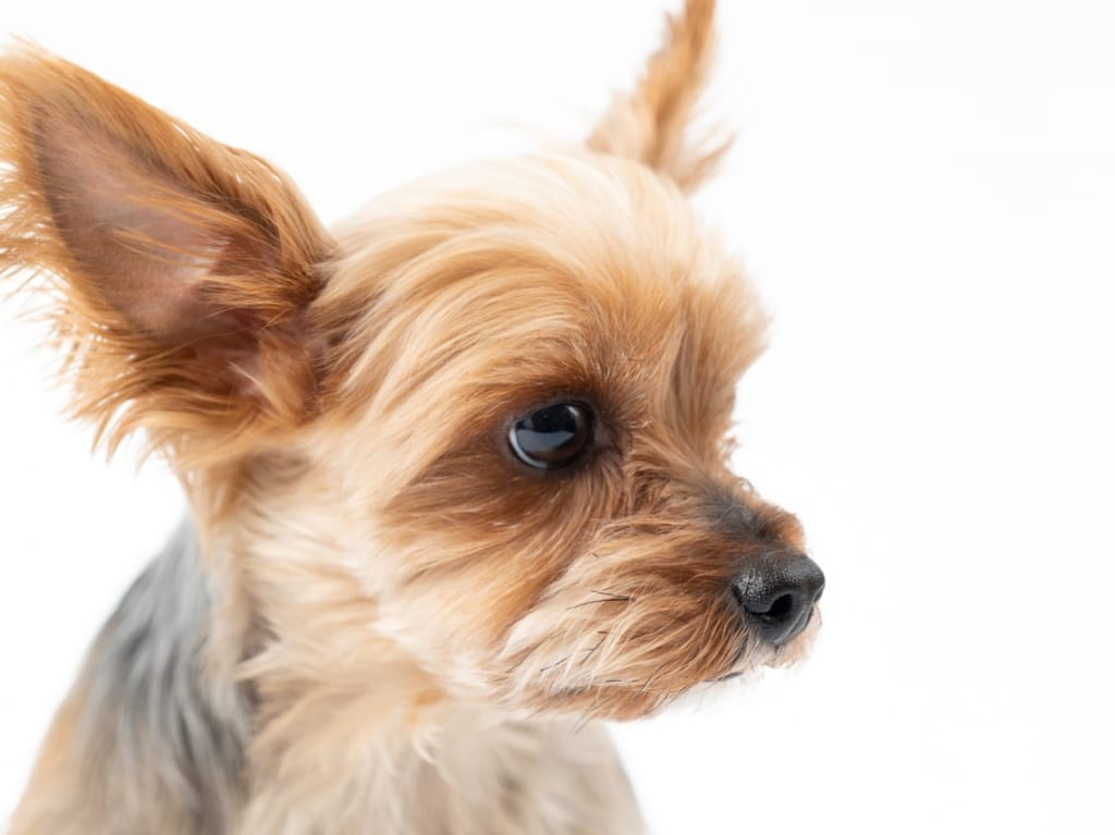 犬